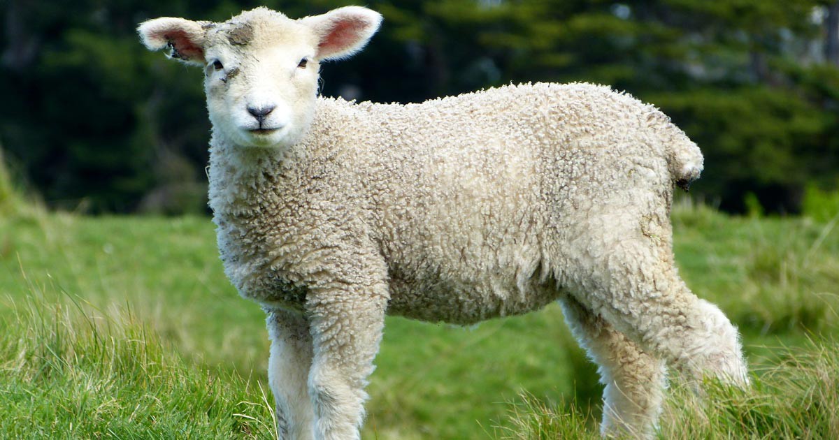 Tierschutz-Projekt in Paderborn auf Biohof