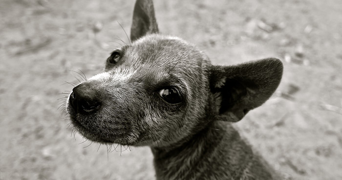 PaderFutterNapf Ausgabestelle Paderborn Hund