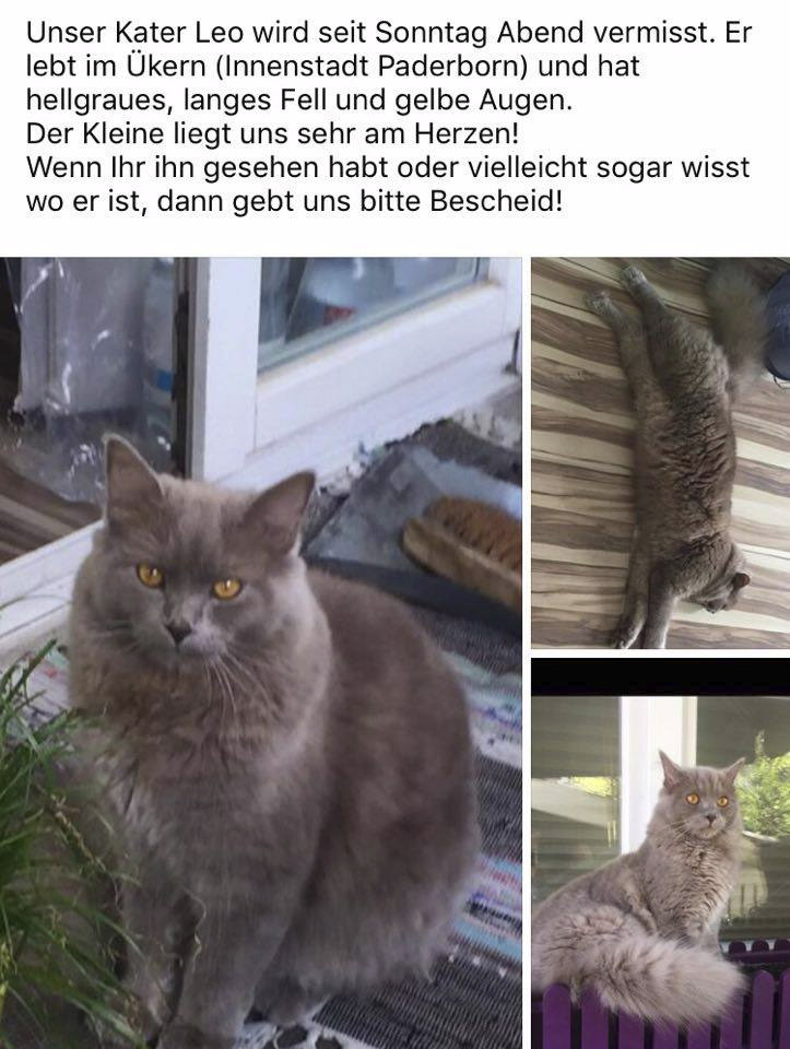 Vermisstenanzeige Kater Leo Paderborn