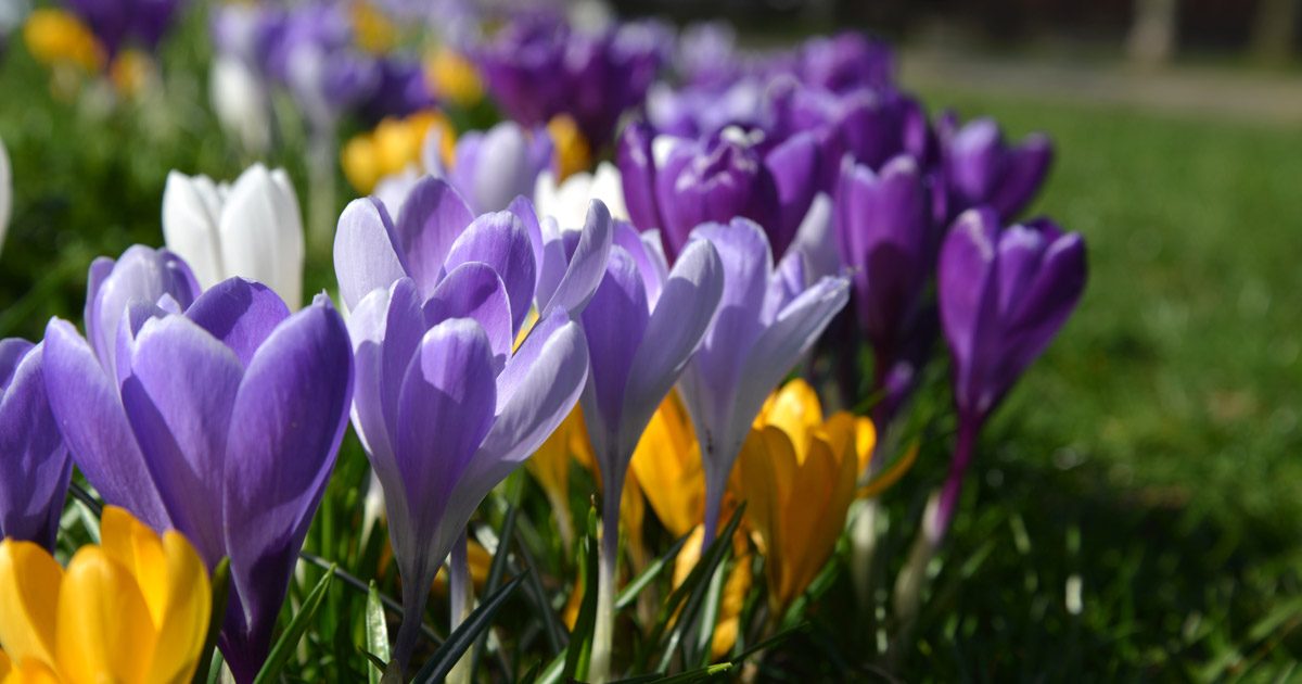 Frühling in Paderborn: Blumen im Paderquellgebiet